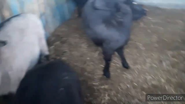 ПОЧЕМУ КОЗА ПО СЕДЕЛА?ДЕЛА ДЕРЕВЕНСКИЕ!