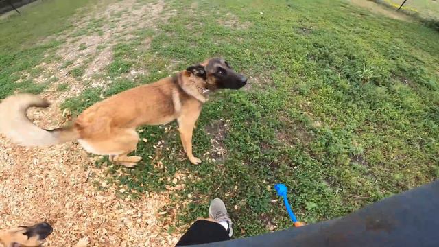 Territorial Pit Bull Attacks Belgian Malinois At Dog Park TWICE смотреть онлайн