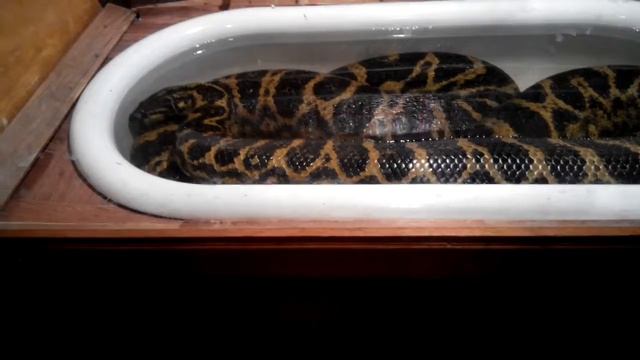 Тигровый питон.Длина в природе достигает до 8 метров. смотреть онлайн