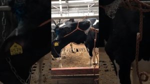 Обезроживание коровы.  Спиливание рогов.