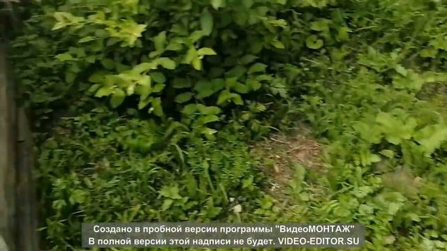 Огород в июле. Живем в Новосибирске в своём доме. В городе как в деревне. смотреть онлайн
