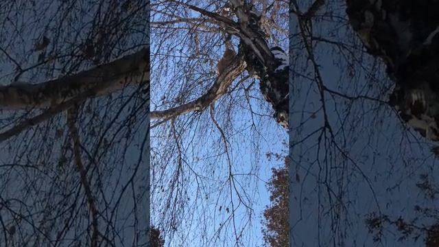 Как снять кота с дерева смотреть онлайн