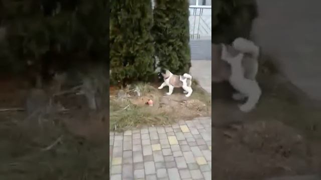 Американская Акита смотреть онлайн