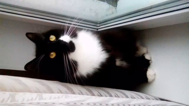 Кот Филя смотрит во двор Мариенбурга ( р-он Гатчины ) 21.02.2017г. смотреть онлайн