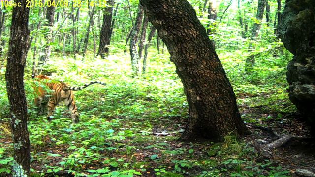 Тигр Борис, Еврейская автономная область. 2017 г. смотреть онлайн