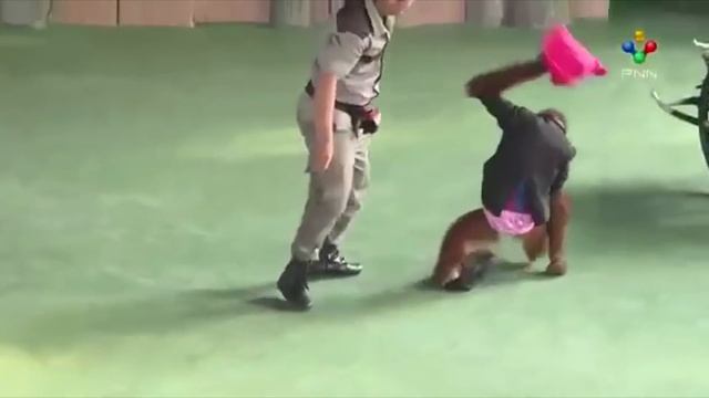 БОИ ОБЕЗЬЯН НА РИНГЕ (ТАЙЛАНД) смотреть онлайн