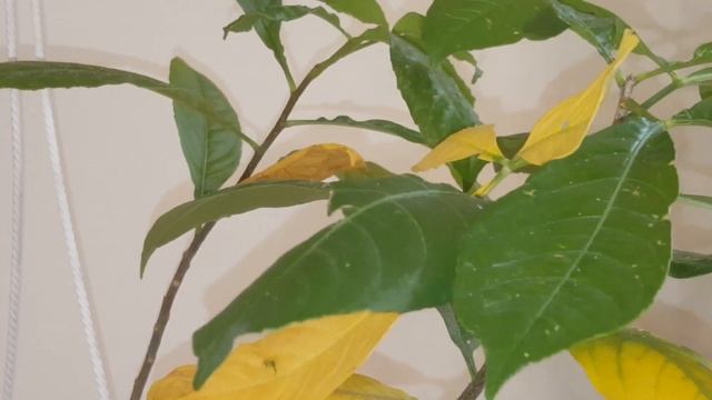 Μπαομπαμπ (Baobab)του χειμώνα смотреть онлайн