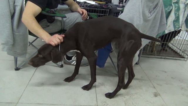 Немецкий курцхаар на ilikepet. Особенности породы, уход смотреть онлайн