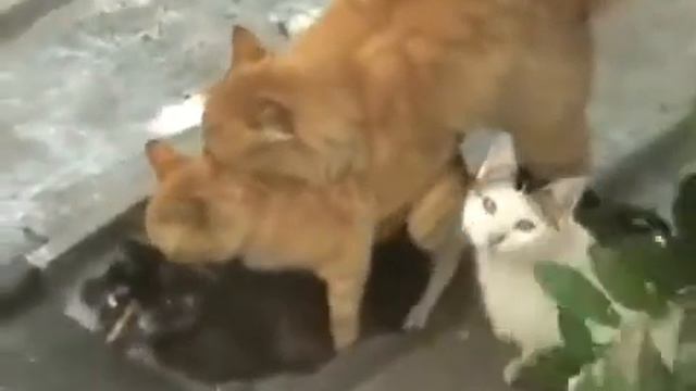 Приколы с кошками Групповые занятия Коты и кошки Прикол с котами Смотри! смотреть онлайн