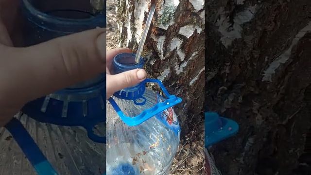 БЕРЕЗОВЫЙ СОК. РЕДКОЗЕМЕЛЬНЫЕ МЕТАЛЫ. СТРОНЦИЙ, НИКЕЛЬ,Цирконий,барий,титан марганец...... смотреть онлайн