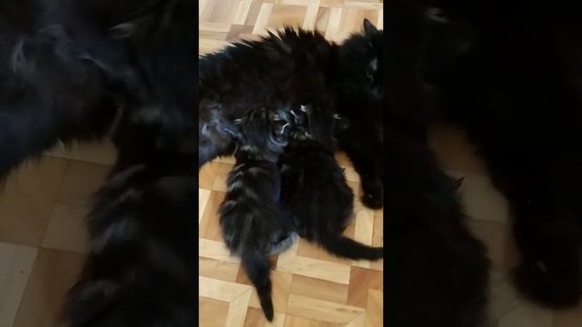 Сибирские котята I.. Crown of Siberia, 1 месяц 8 дней смотреть онлайн