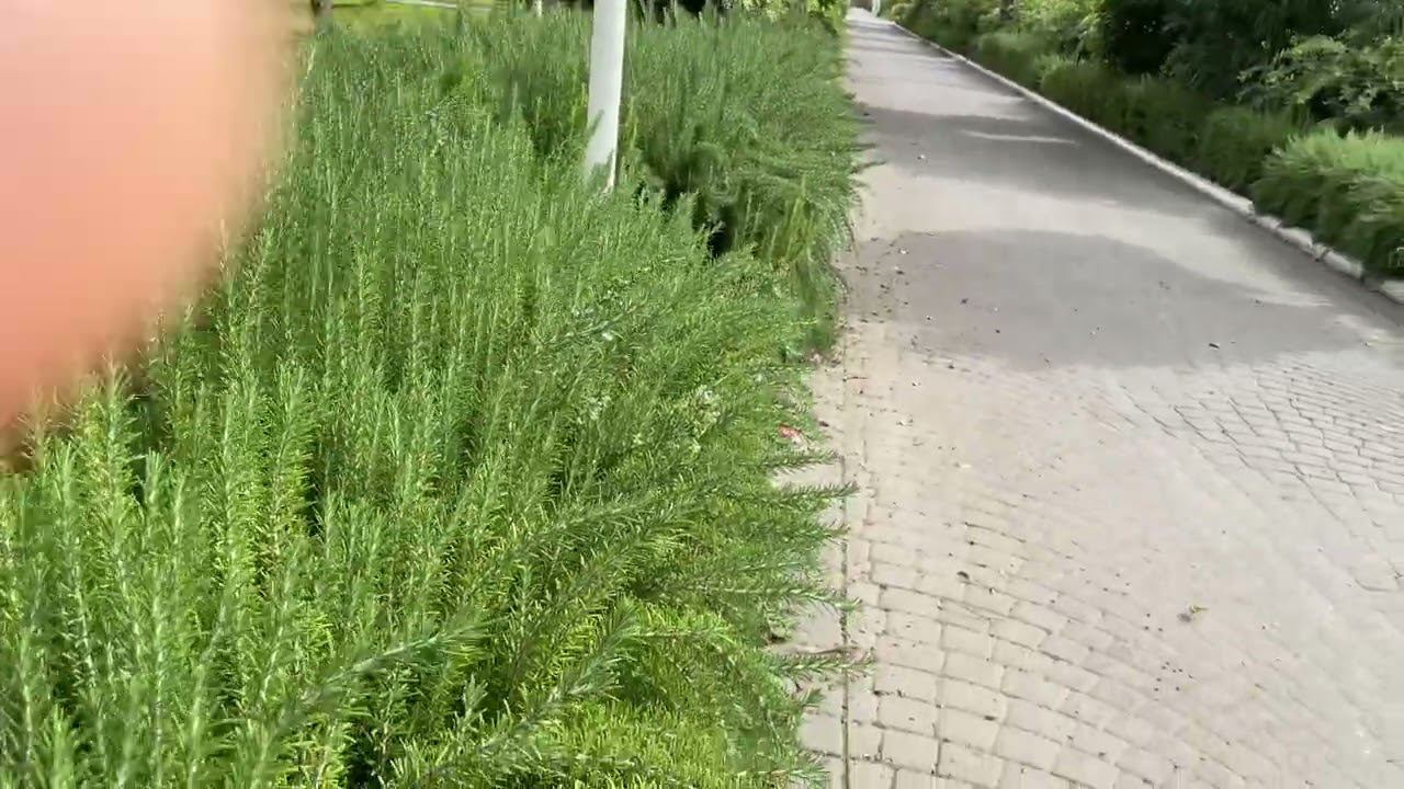 Живая изгородь из розмарина (Турция) смотреть онлайн