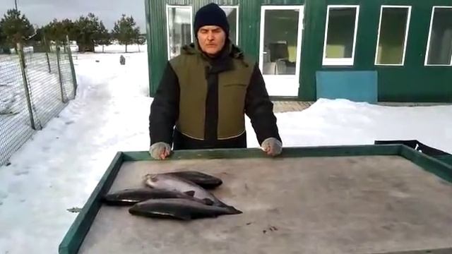 25.01.21 рыбалка Гарантия смотреть онлайн