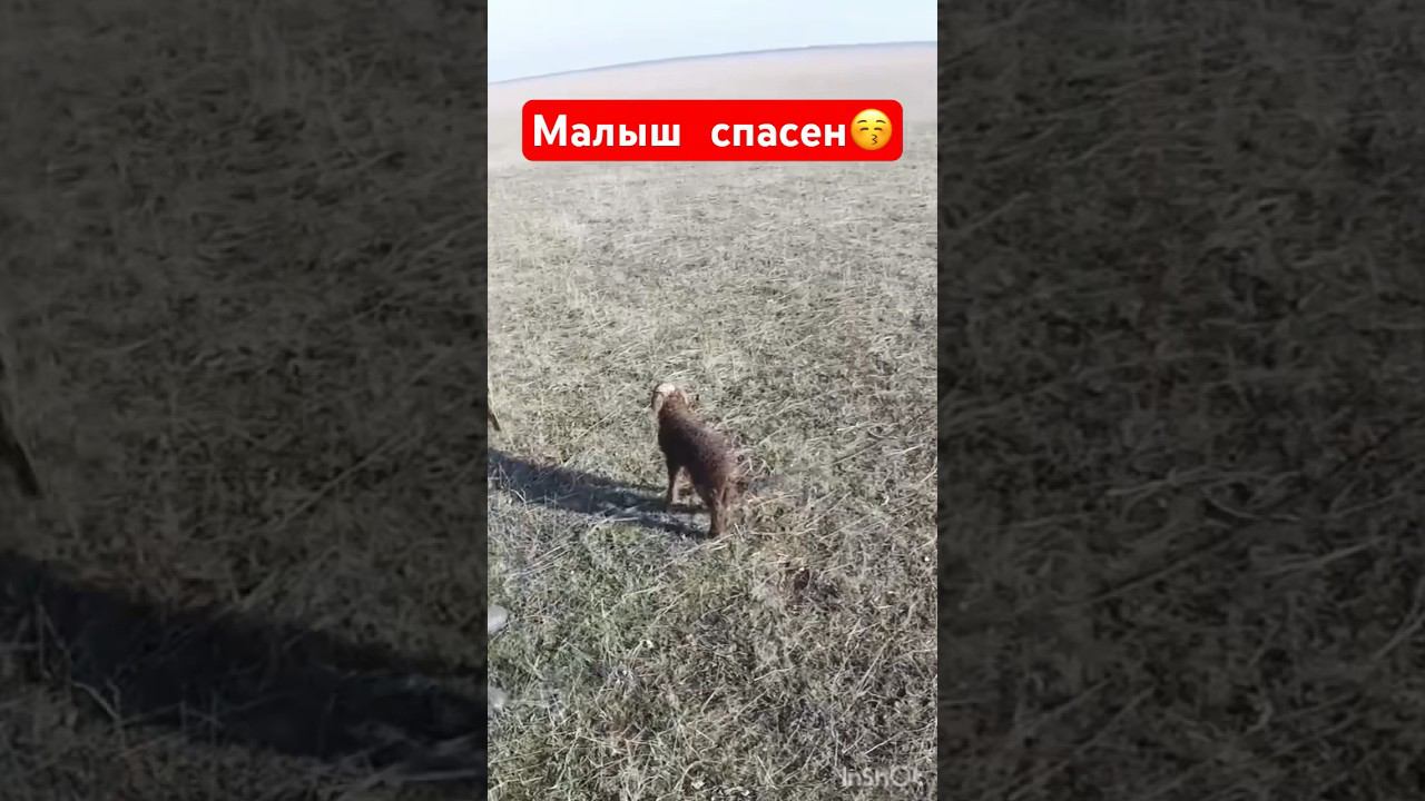 Ягненок спасен и доставлен маме #охотанагуся #shorts #shortvideo #hunting #весенняяохота смотреть онлайн