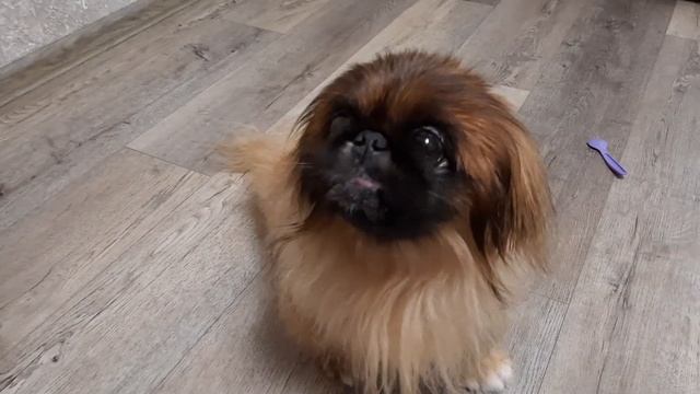 ПЕКИНЕС ДЕНДИК ОБОЖАЕТ МАСЛЕНИЦУ ПЕКУТ ЕГО ЛЮБИМЫЕ БЛИНЫ #сергейтелков смотреть онлайн