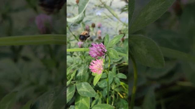 #Пчела ? и Цветок - Животные, Природа и Насекомые. #Bee & #Flower Animals, Nature & Insects Short смотреть онлайн