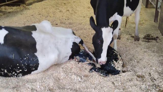 Почему корова облизывает телёнка после родов ? смотреть онлайн