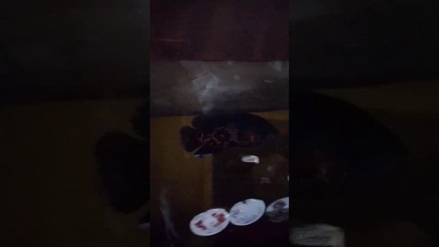 Варвара Кэт мои питомцы Варвара Кэт и кот коржик смотреть онлайн