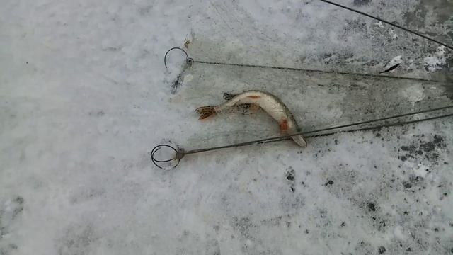 Хапугу утащила под лёд. смотреть онлайн