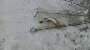 Хапугу утащила под лёд.