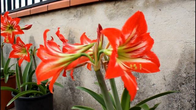 Fioritura Hippeastrum 2018