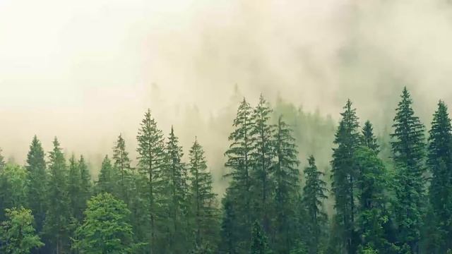 1 Hour Relaxing Music Nature Sound Summer Java Forest смотреть онлайн