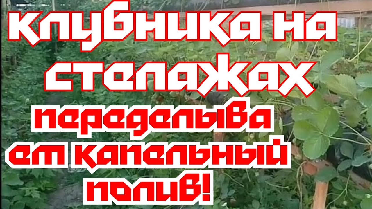 Малообъемка клубника! Переделываем капельный полив! смотреть онлайн