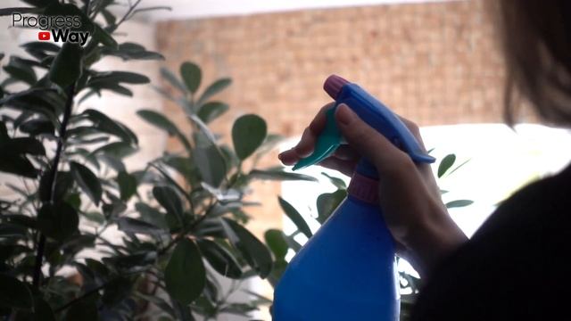 У Моей Бабушки Денежное Дерево Цвело 2 Раза В Год Она Ухаживала Именно Так! Суккулент Уход! смотреть онлайн