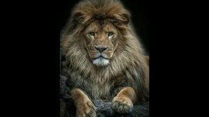 Tushda Hamir ❓ Arslon ❓ Non ko'risa nima bo'ladi❓