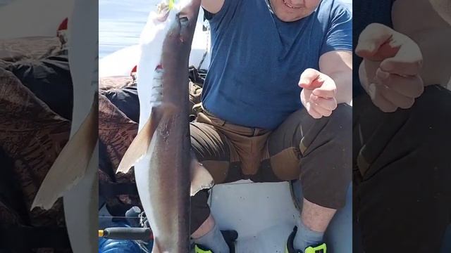 ловля сельдевой акулы смотреть онлайн