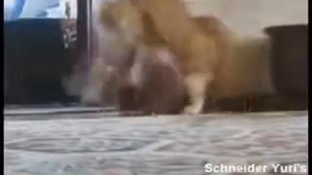 1 сек видео про кошака, РЖАЧ! смотреть онлайн