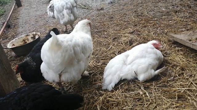 Первое яйцо Мехеленской кукушки. смотреть онлайн