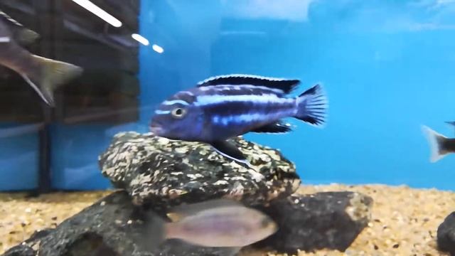 Меланохромис майнгано(melanochromis cyaneorhabdos). смотреть онлайн