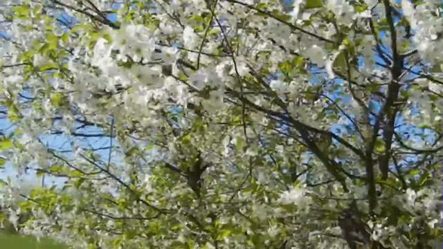 Видеофон. Футаж весенний. Красивый футаж для видео. Фоновый футаж. Цветущий сад. смотреть онлайн