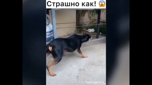 10 минут смеха | Приколы | Ржач | Смешные видео | Сборник #119 | Приколы смотреть онлайн
