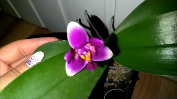 Цветение фаленопсиса P. Vio Vio Cat Face × P. ( Be Tris× violacea). Микки.