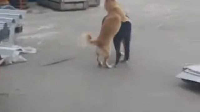 собачья любовь8 смотреть онлайн