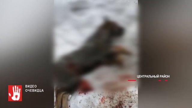 В парке Гагарина найдены три застреленные собаки смотреть онлайн