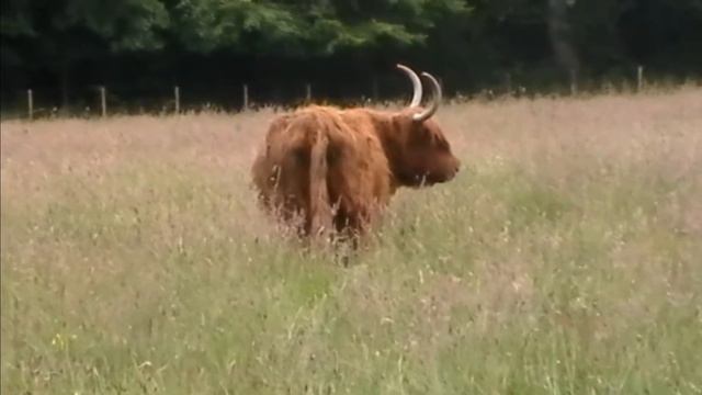 Scotland Part 2 смотреть онлайн