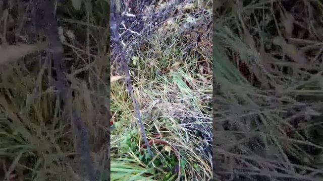 Рябина Шведская смотреть онлайн