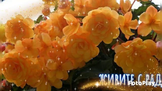 ДОБРЫЙ ВЕЧЕР! ЦВЕТЫ БЕГОНИИ ВОСХИЩАЮТ! смотреть онлайн