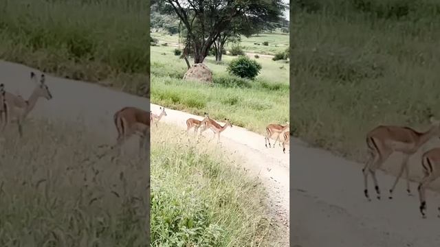 Family trip to Tarangire n Ngorongoro. смотреть онлайн
