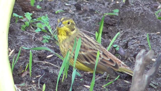Птица Овсянка Обыкновенная осенью на приусадебном участке [Emberiza citrinella] смотреть онлайн