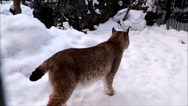 Сибирские рыси 21.01.2022 смотреть онлайн