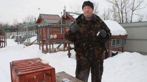 Как продезинфицировать  купленных кур несушек.