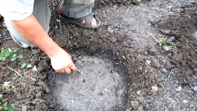 Посадка семечек кабачков в открытый грунт смотреть онлайн