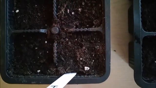 АНЮТИНЫ ГЛАЗКИ!!!Сеем на рассаду в феврале!!!!Ленинградская область смотреть онлайн