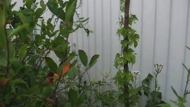 Бак поставили, зарос огород.