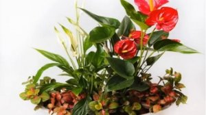 Цветы спатифиллум и антуриум — мужское и женское счастье вместе