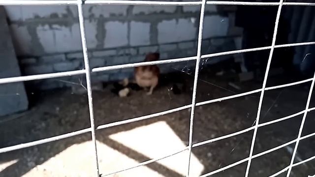 Посадили тыкву, перегнали коров, циплята, быки, инкубатор смотреть онлайн